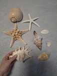 Scoici și melci de mari dimensiuni fosilizate decorative