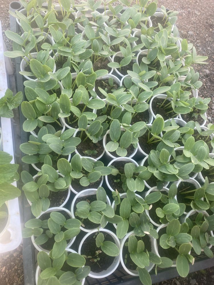 Продам расаду огурцов
