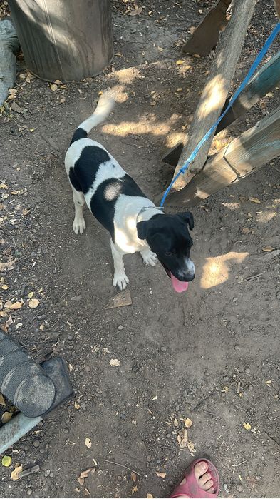 Отдам девочку красавицу бегемотика