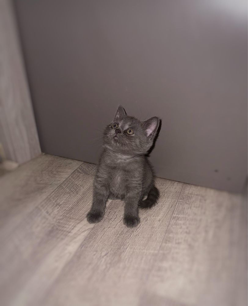 Британские котята
