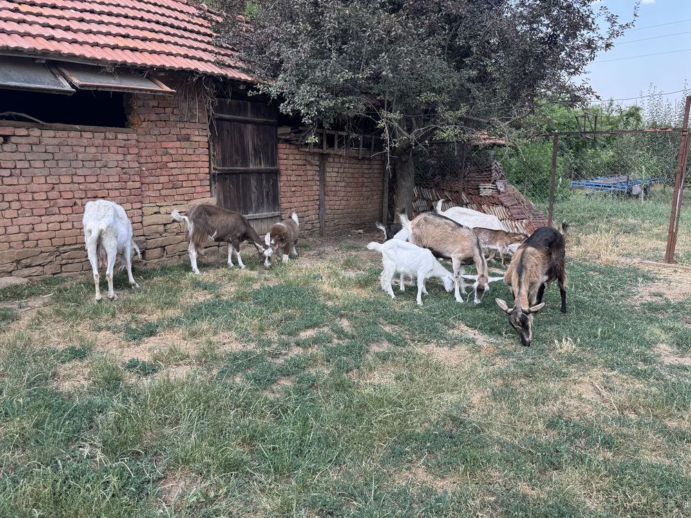 Продавам стадо кози