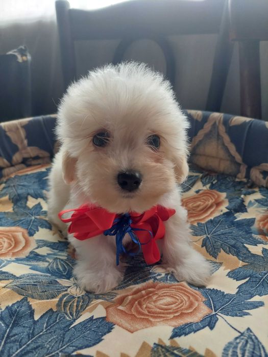 Bichon havanez(părinti cu pedigree)