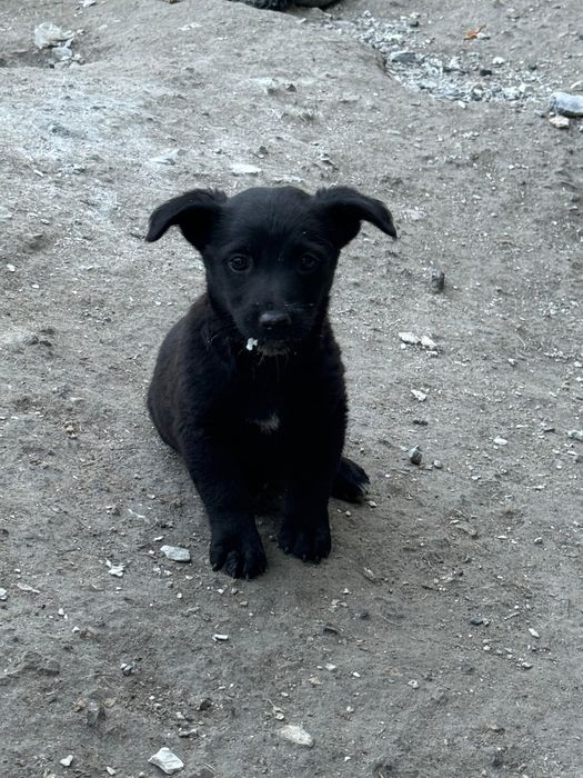 Щенкам нужен дом