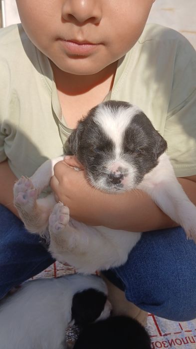 Гайир соглом кучук болалари