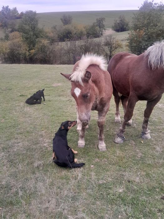 Vând iapă cu mânji