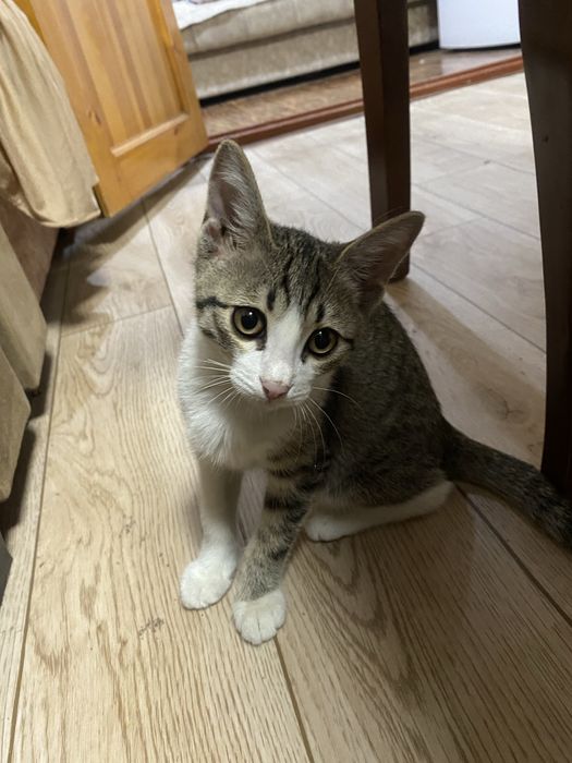 Отдам котенка в добрые руки