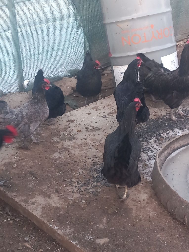 Oua incubat australorp