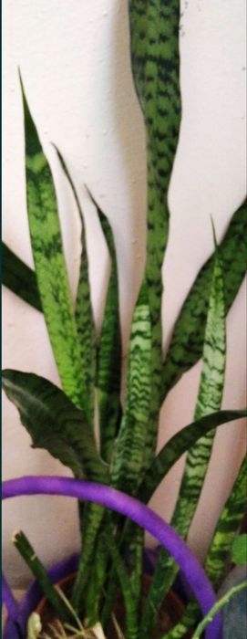 Комнатный цветок сансевьера