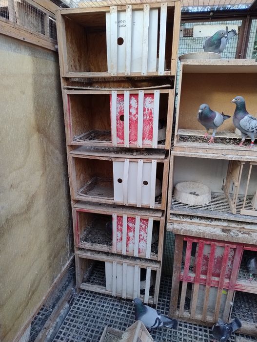 Boxe pentru porumbei