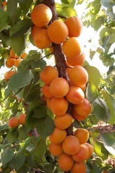 Pomi fructiferi columnari