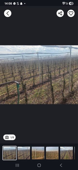 Toaletari pomi fructiferi  tranport crengi