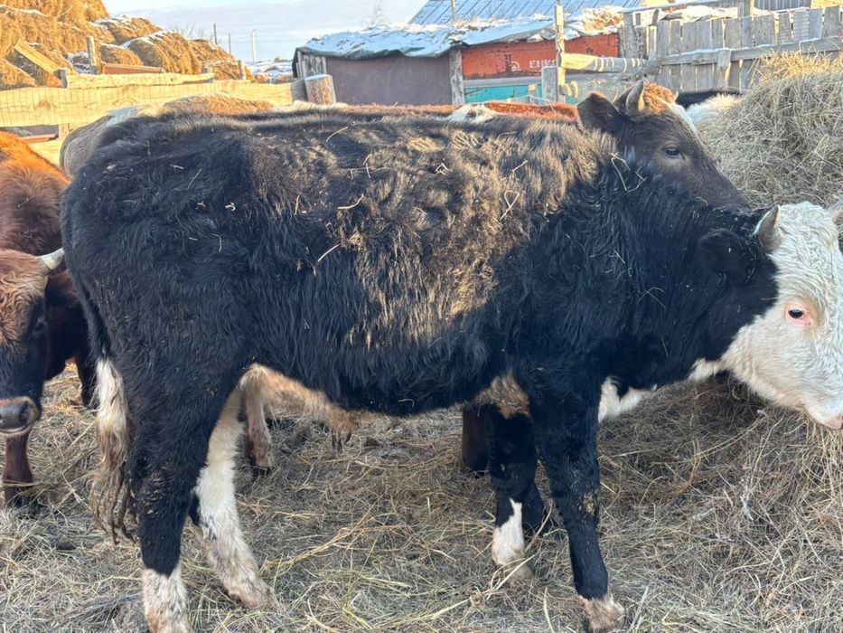 Продается 10 голов бычки