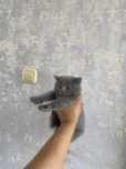 Scottish fold 2 ta