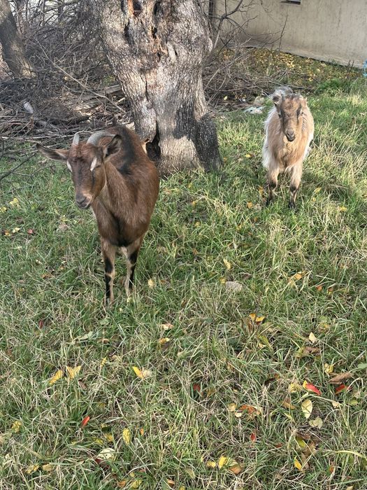 Vând iede două de anul trecut si trei de anul acesta