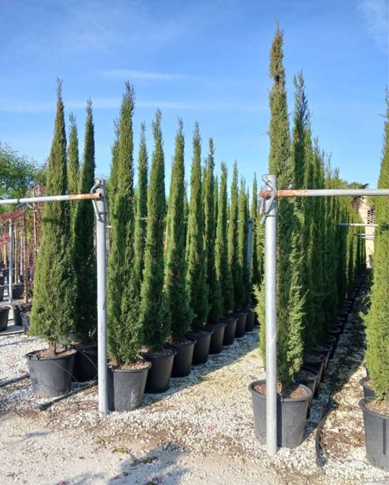 Plante ornamentale de diferite varietatii