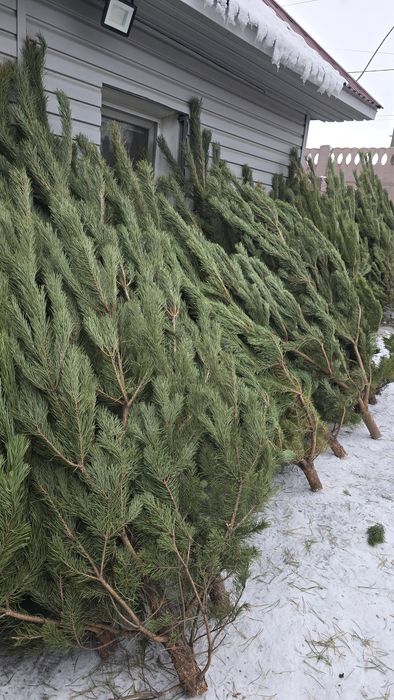 Живые Елки, сосны, Павлодар