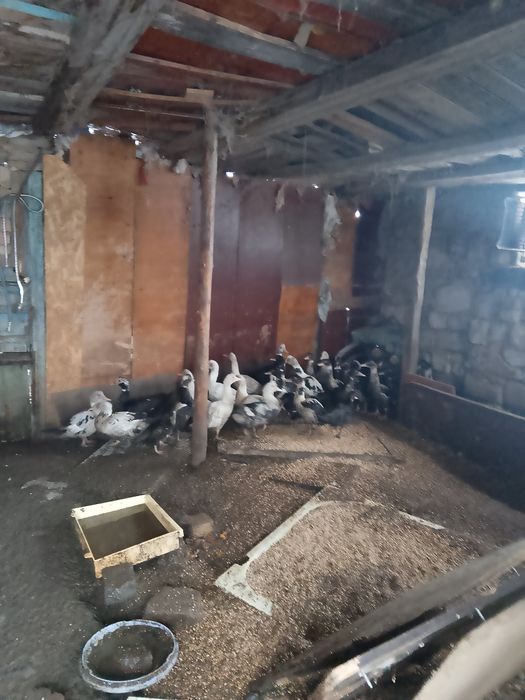 Индиутки, домашние