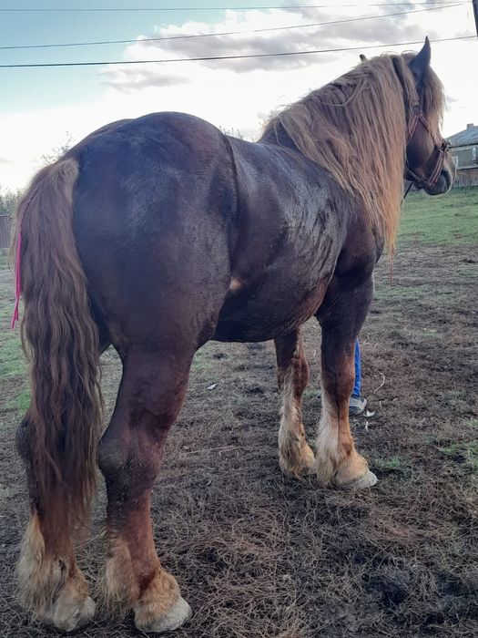 Vand iapa harmasar si vaca