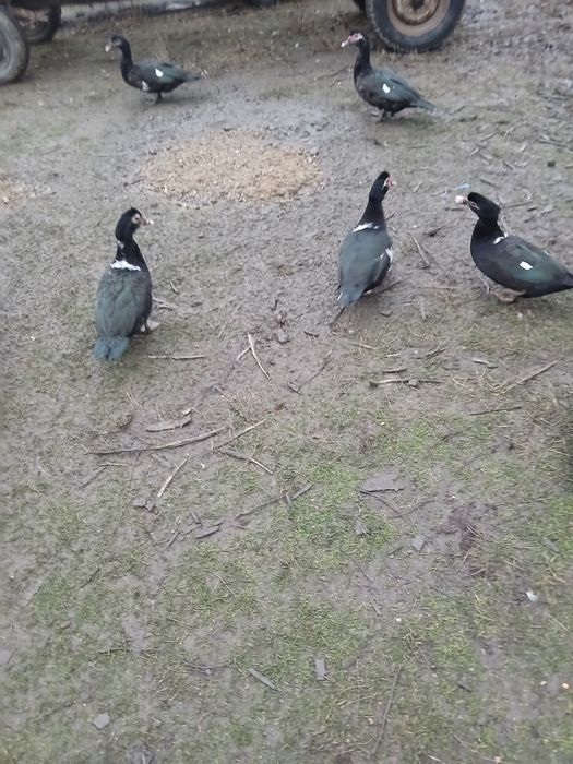 Rațe leșești și altele