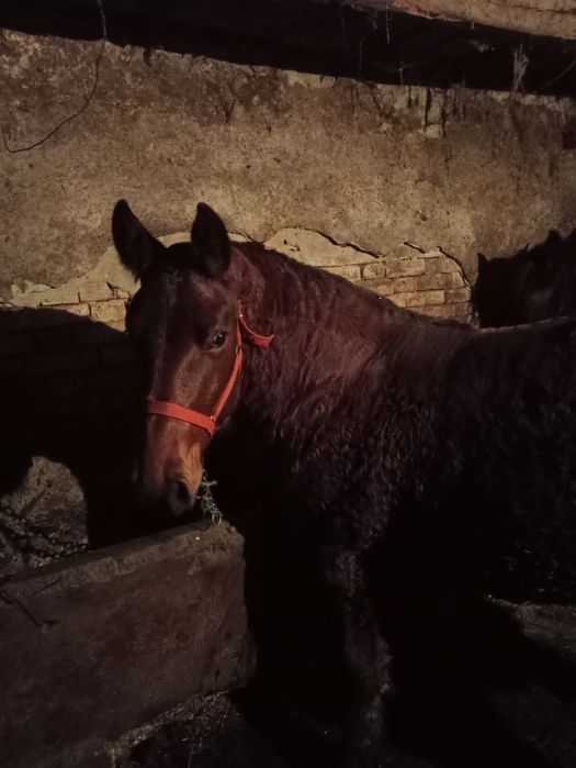 Mînz de vînzare de 10 luni