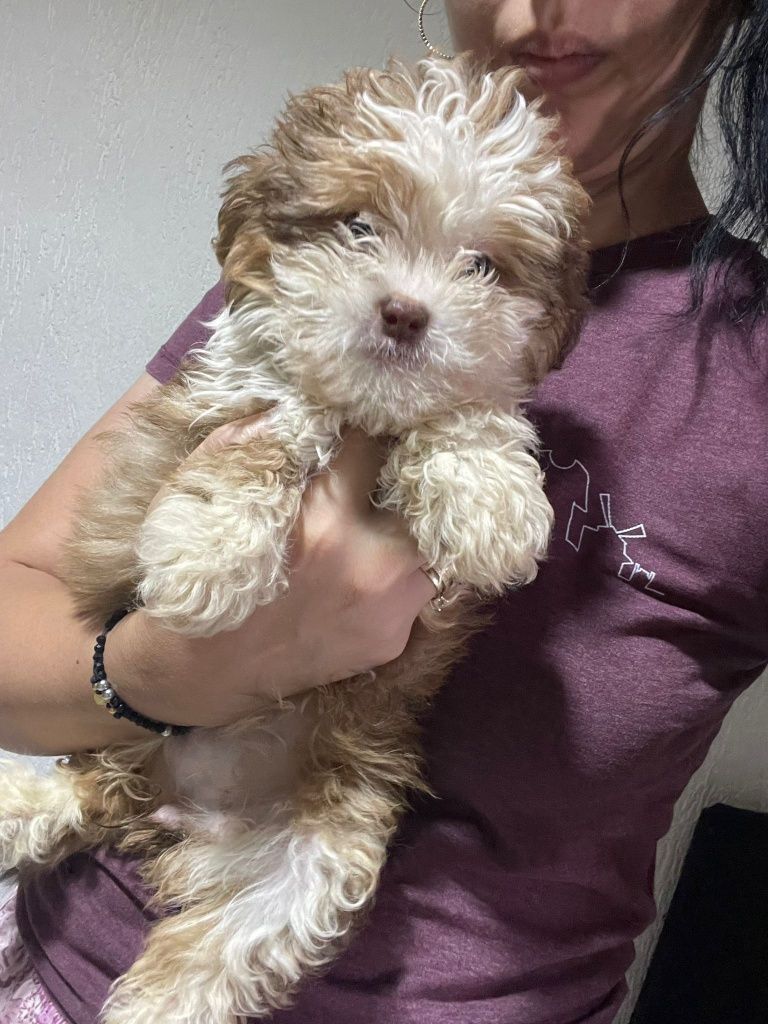 Caniche pitic / Caniche
