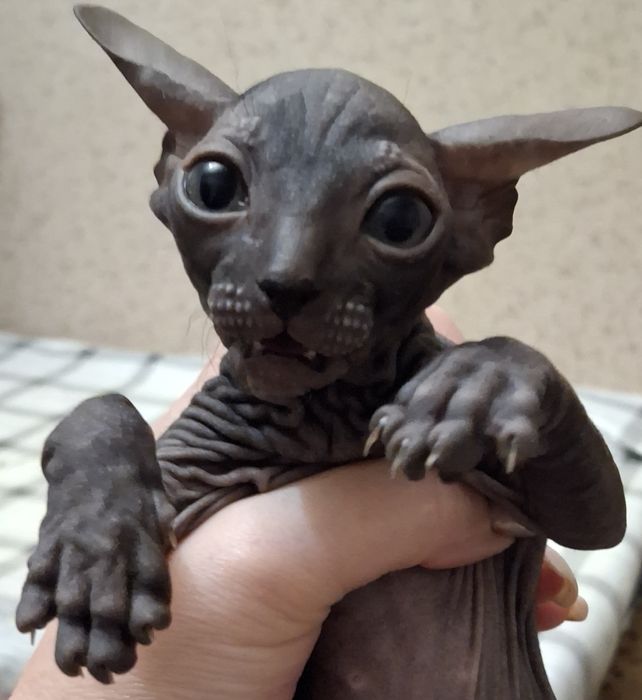 Сфинксы девочки, красавицы 1,5 мес.