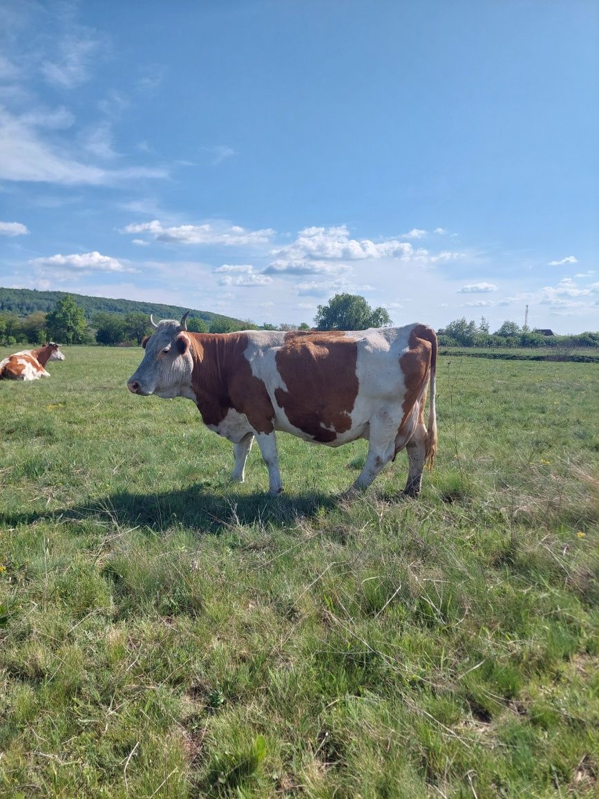 Vând vacă Bălțată Românească