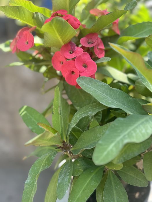 Продам Малочай