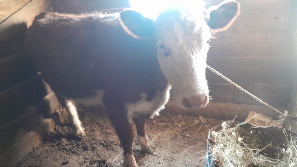 Кашар сатылады семыз