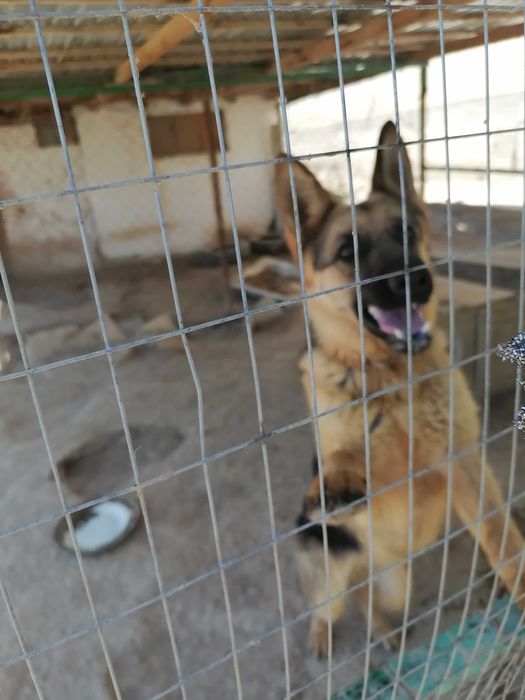 Немецкая овчарка