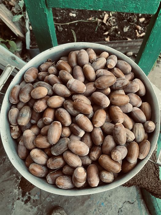 Свежие дубовые желуди 2025