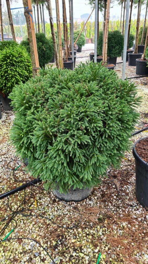 Buxus cryptomeria japonica