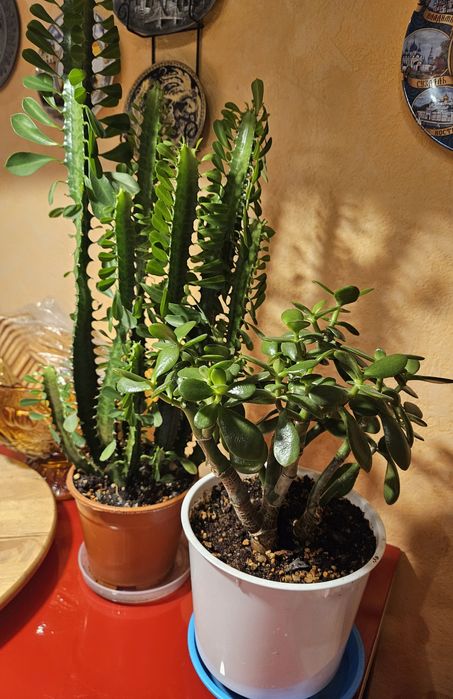 Продам комнатные растения