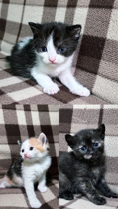 Отдам котят в хорошие руки