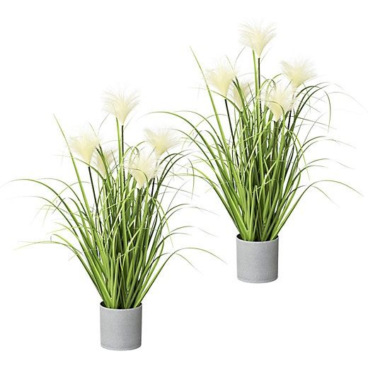 Pachet 3 buc iarbă decor (iarbă pampas,rogoz,iarbă albastra)