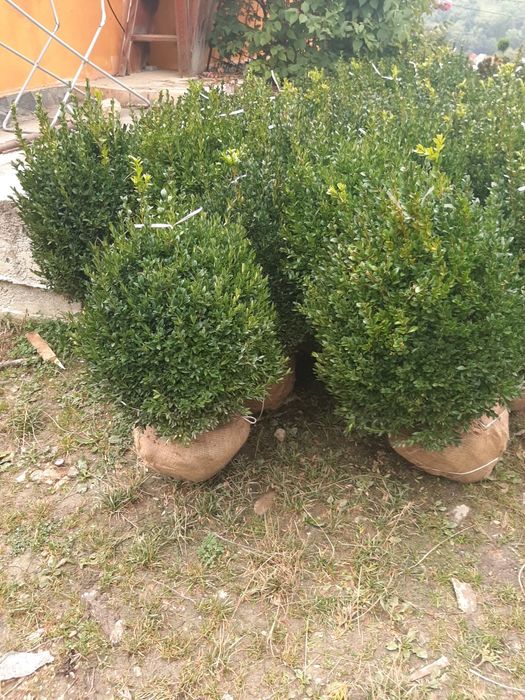 Vindem tuia brazi mesteacăn tei platan stejar frasin etc