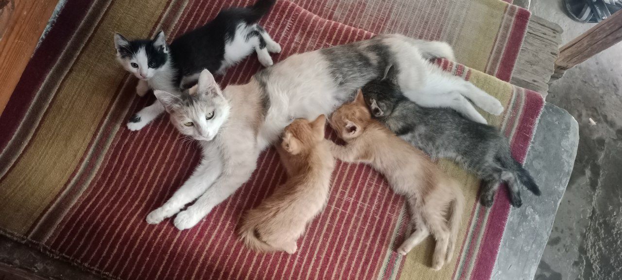 Домашние кошки отдам даром