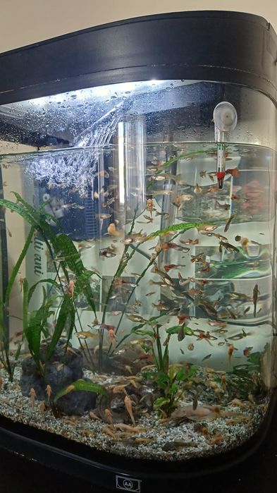 Vand acvariu cu pesti .