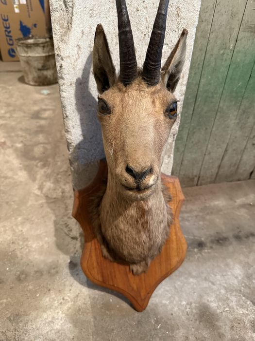 Продавам препарирана коза
