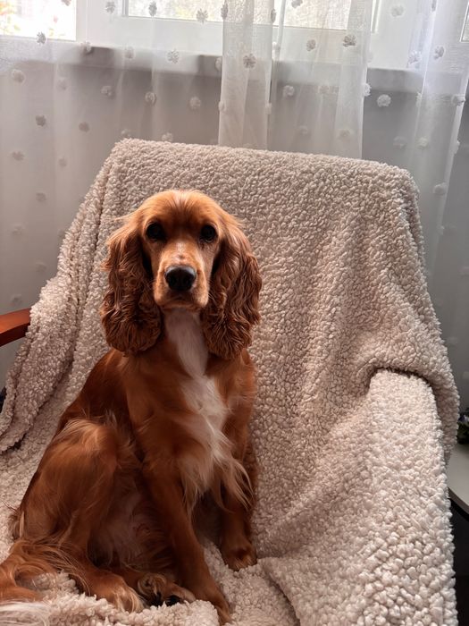 Ofer spre adopție – Cocker, femelă, 2 ani