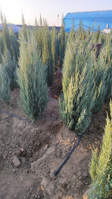 Маживельник блюаро