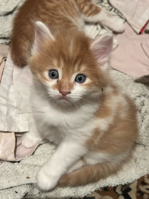 Отдам котят в заботливые руки