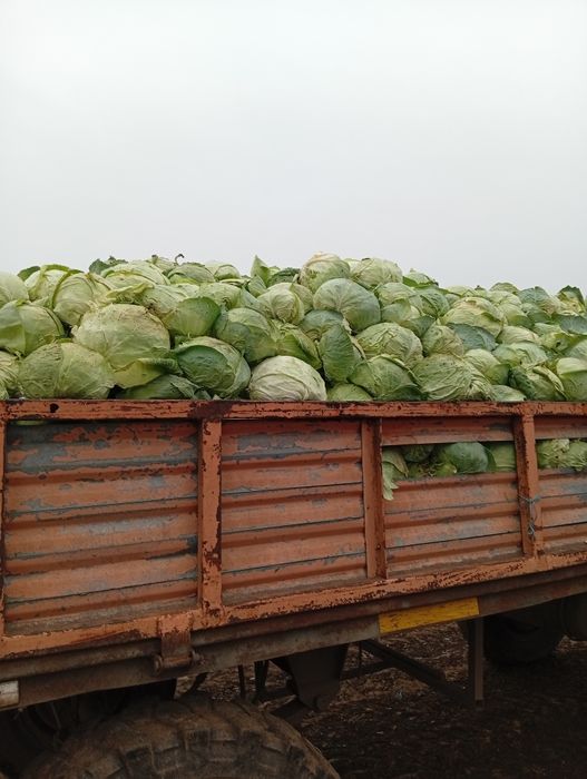 Vând varză de Buzău