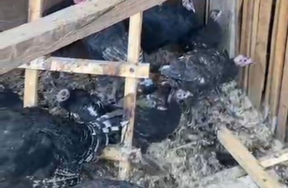 Үндіктер үндіктер