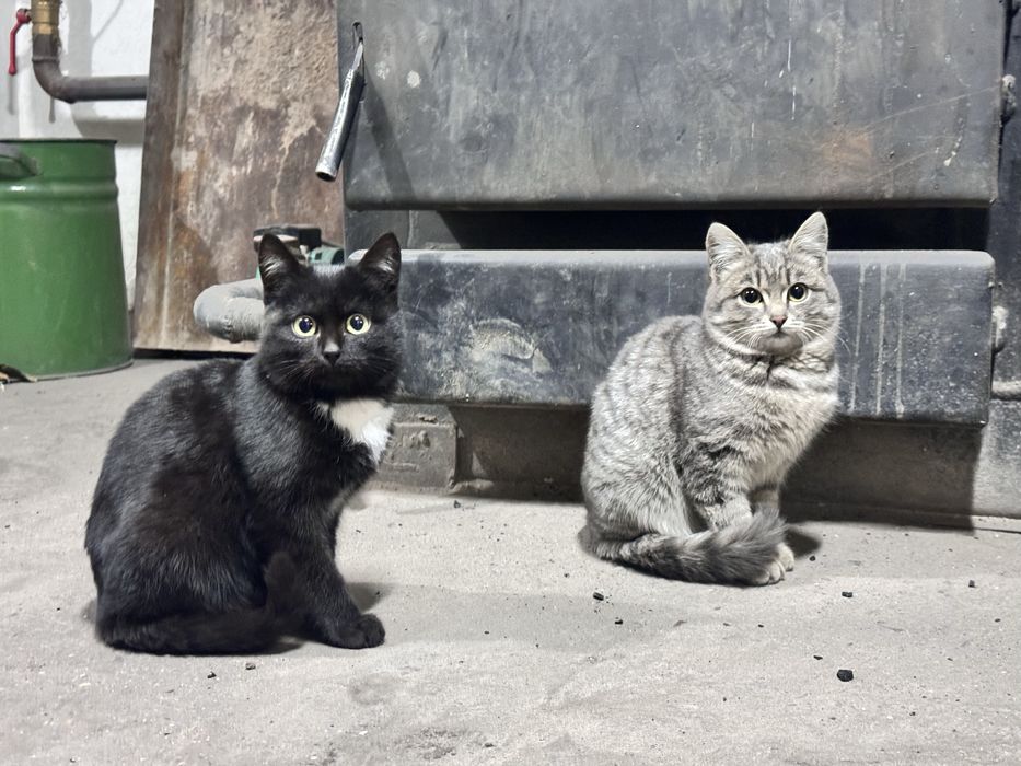 Отдам котят в добрые руки.