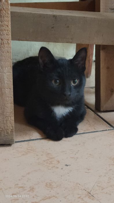 Кошечка молодая, возвраст один  год