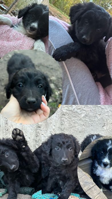 Căutăm stăpâni iubitori