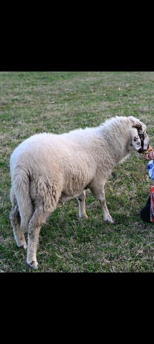 Vând berbec bergamasca