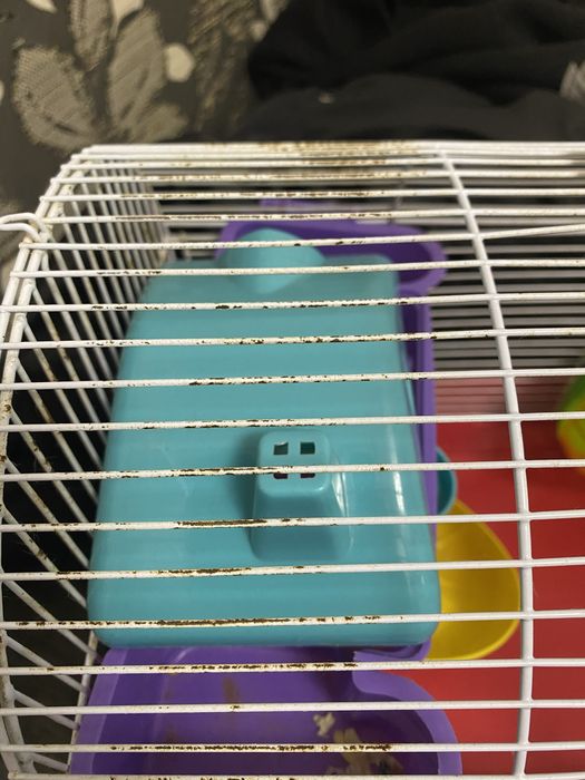 cusca hamsteri pitici