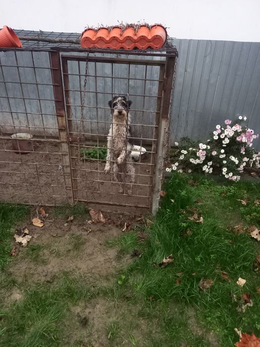 Donezi femela foxtrrer